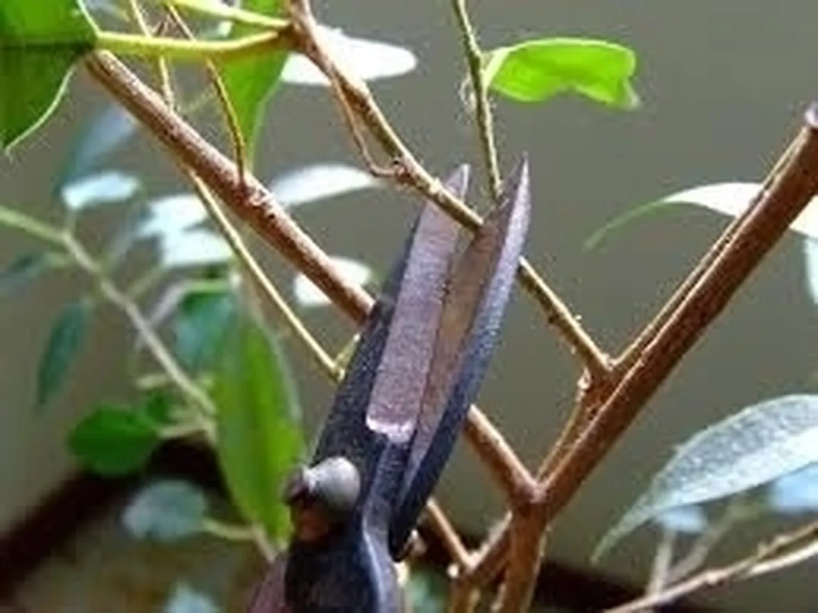 potare un ficus benjamin-1