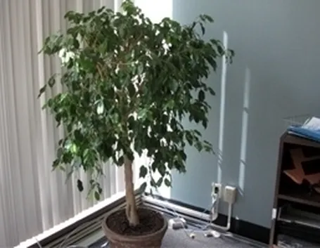 potare un ficus benjamin