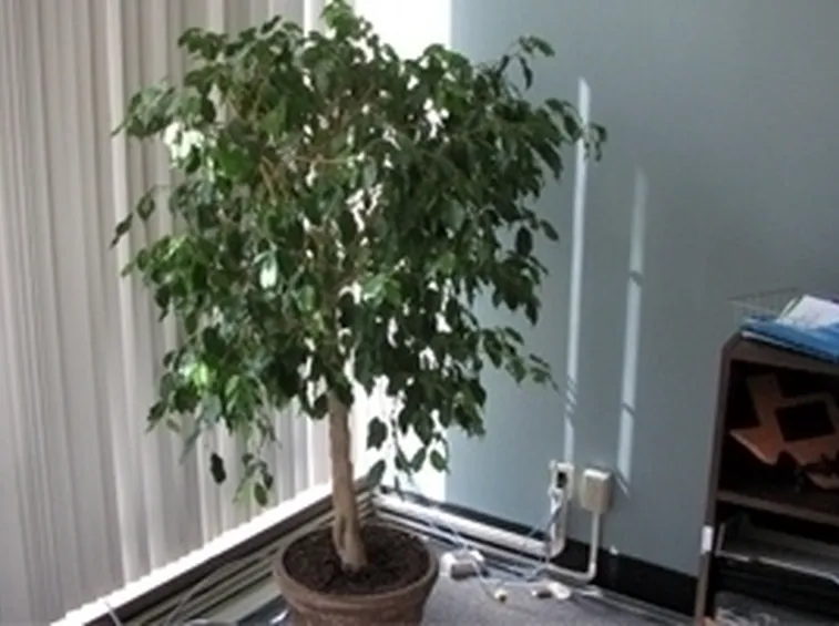 potare un ficus benjamin