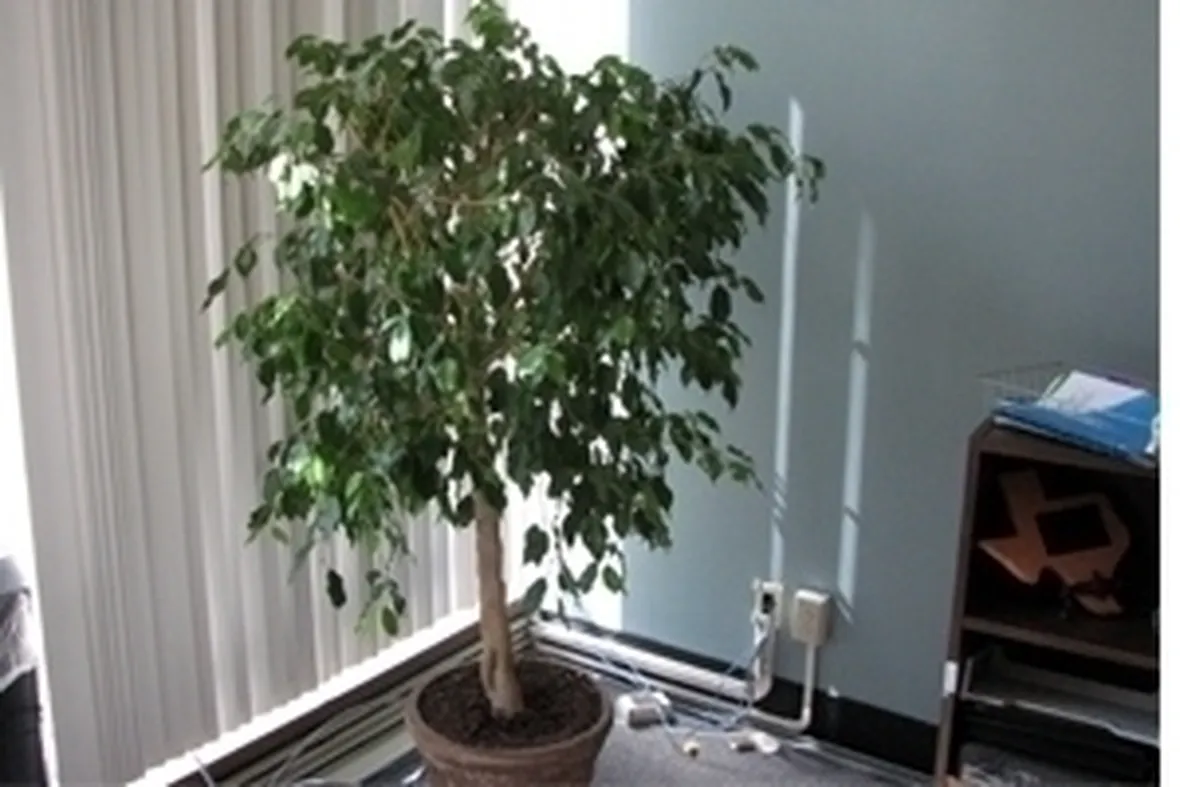 potare un ficus benjamin