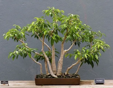 riproduzione del ficus benjamin-1