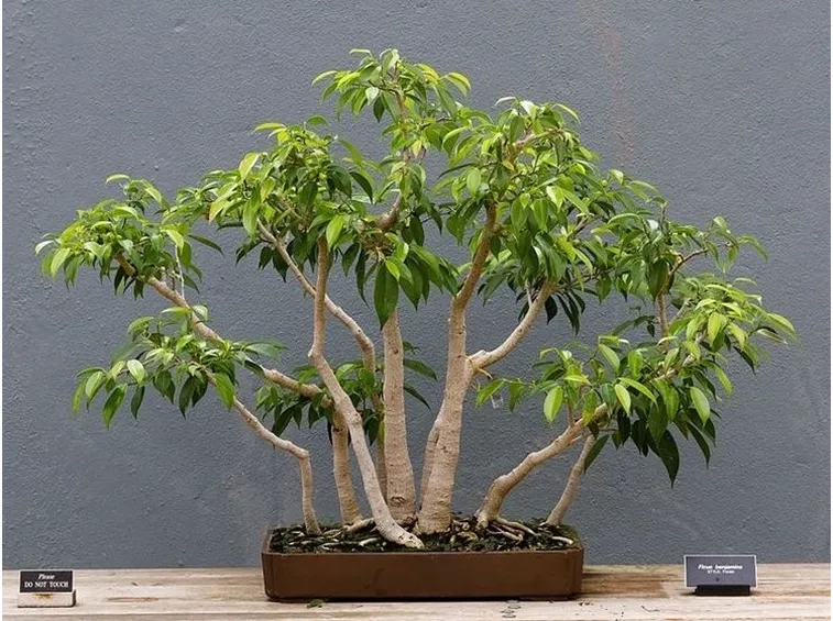 riproduzione del ficus benjamin-1