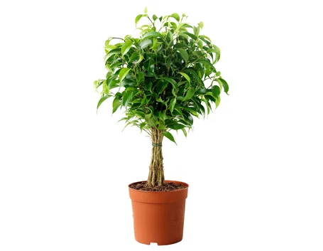 Riproduzione del Ficus Benjamin-1
