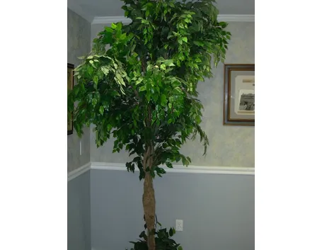 Riproduzione del Ficus Benjamin-1