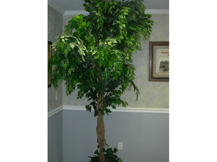 Riproduzione del Ficus Benjamin-1
