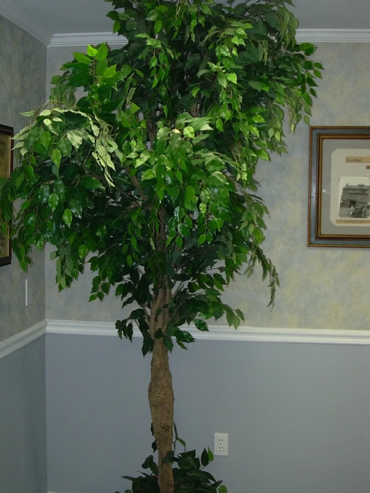 Riproduzione del Ficus Benjamin-1