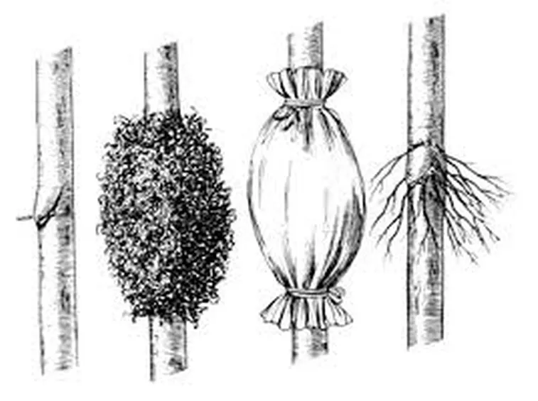 Riproduzione del Ficus Benjamin