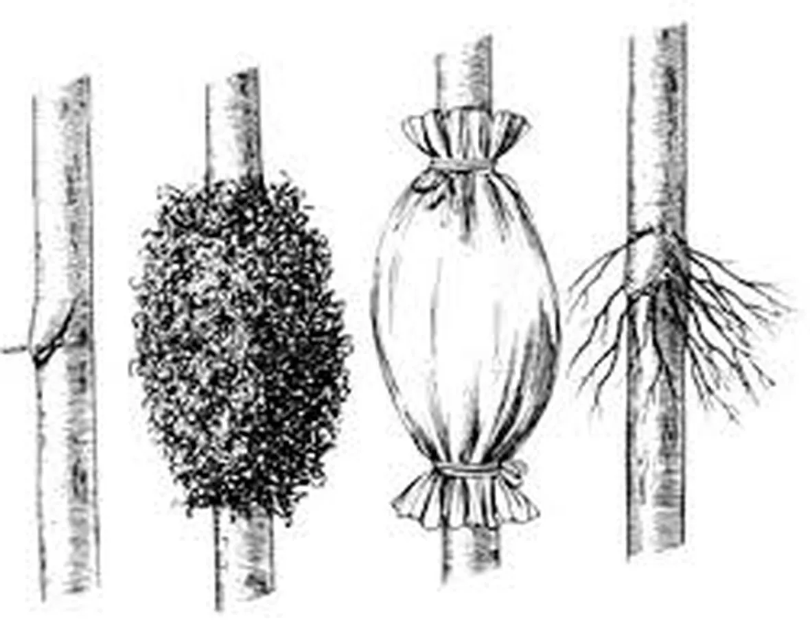 Riproduzione del Ficus Benjamin