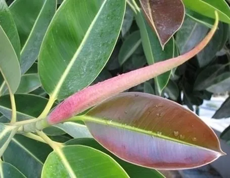 riproduzione del ficus benjamin
