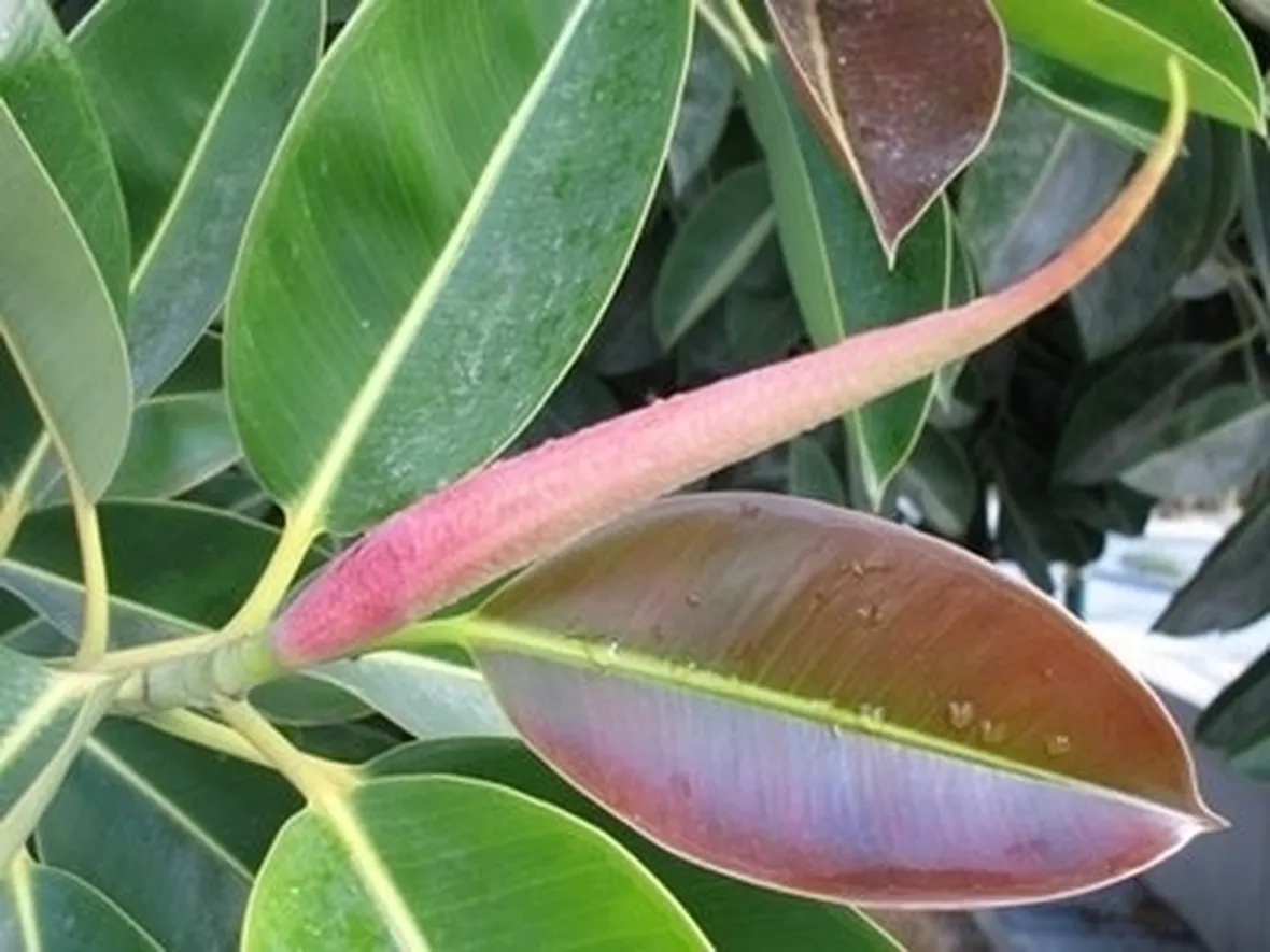 riproduzione del ficus benjamin