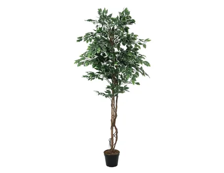 riproduzione del ficus benjamin