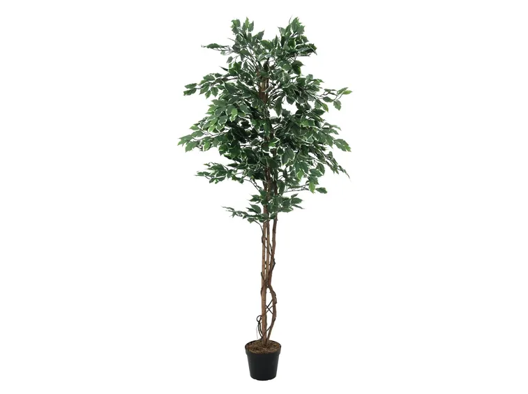 riproduzione del ficus benjamin