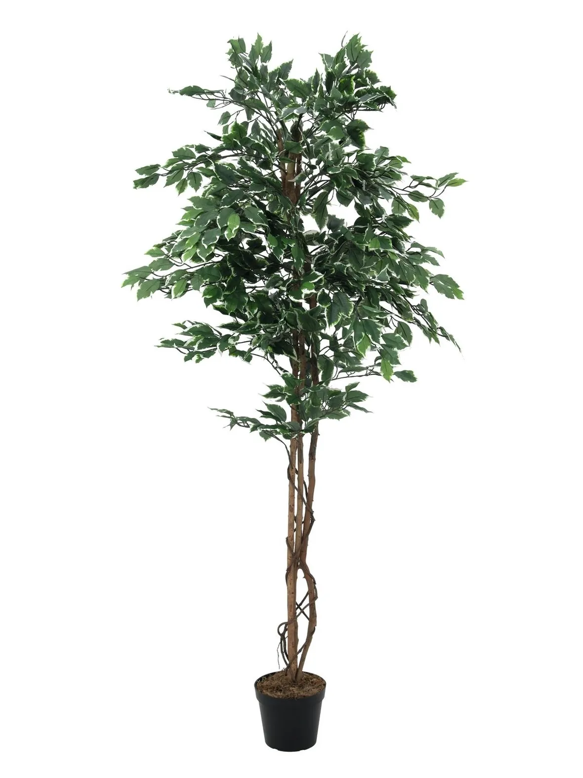 riproduzione del ficus benjamin