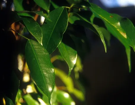 Riproduzione del ficus benjamin