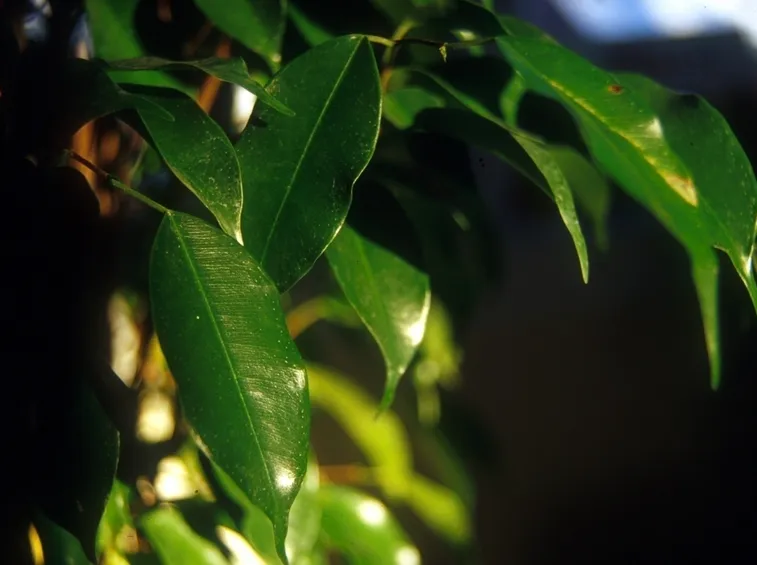 Riproduzione del ficus benjamin