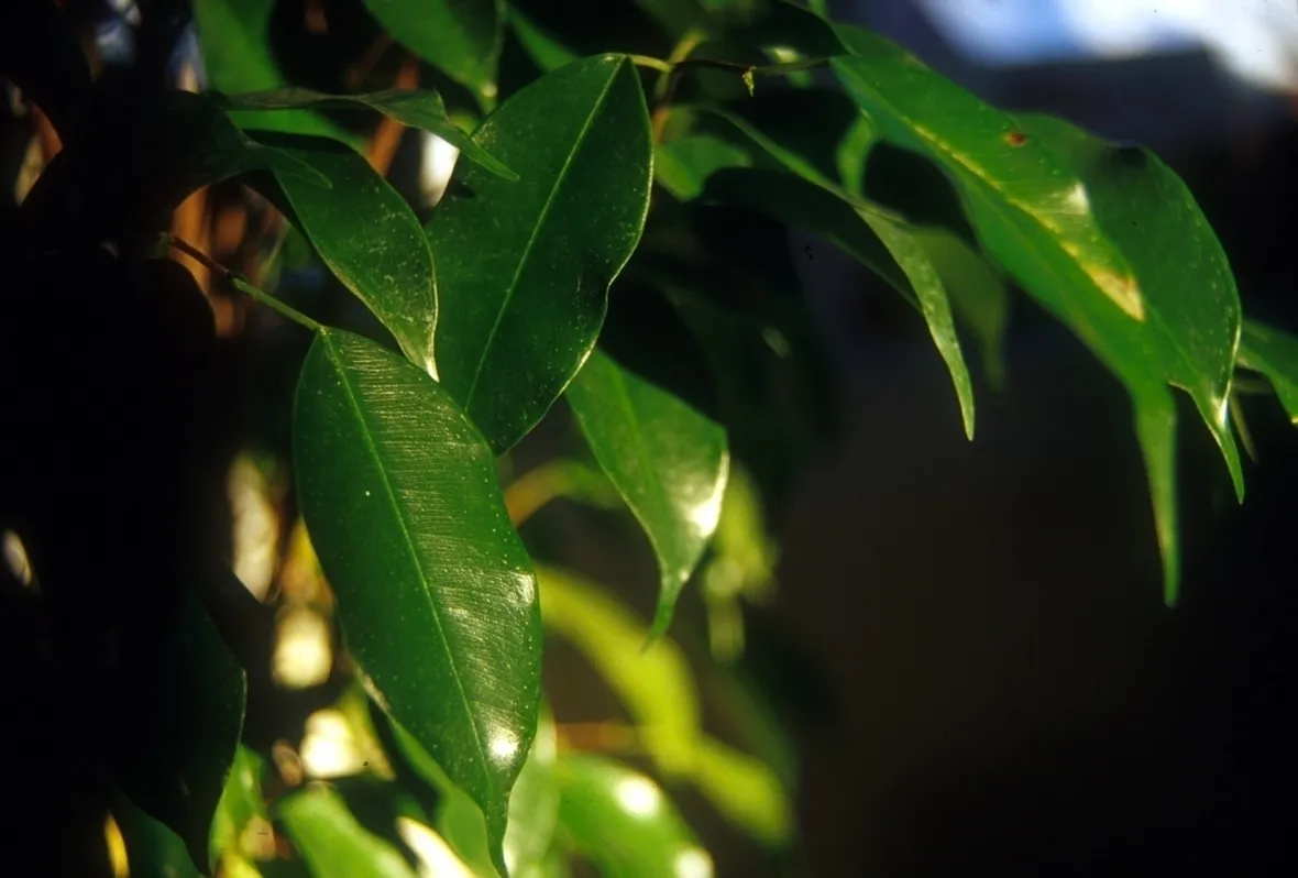 Riproduzione del ficus benjamin