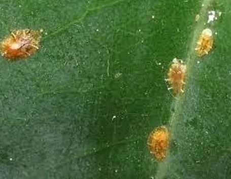 Risposta: le malattie del ficus benjamin