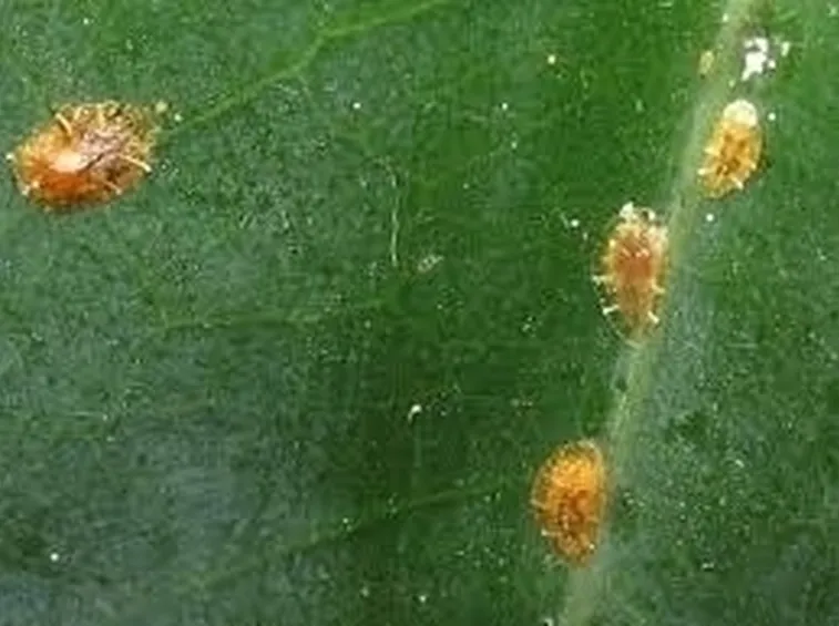 Risposta: le malattie del ficus benjamin