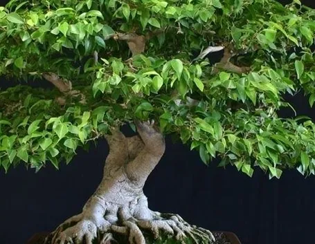 talea di ficus benjamin-1