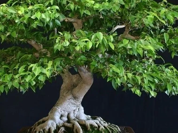 talea di ficus benjamin-1