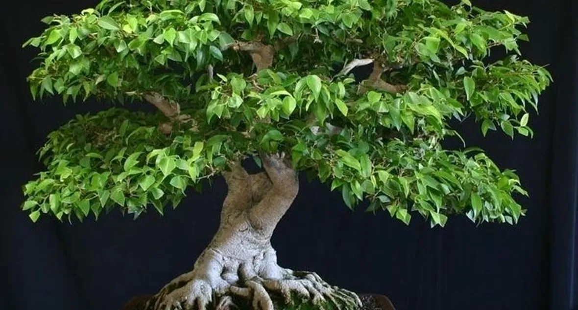 talea di ficus benjamin-1