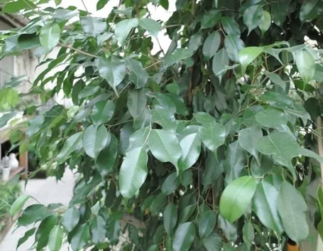 talea di ficus benjamin-2
