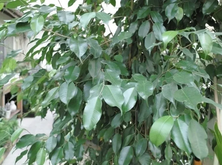 talea di ficus benjamin-2