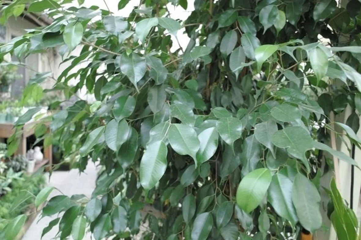 talea di ficus benjamin-2