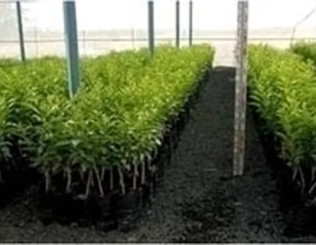 talea di ficus benjamin-3