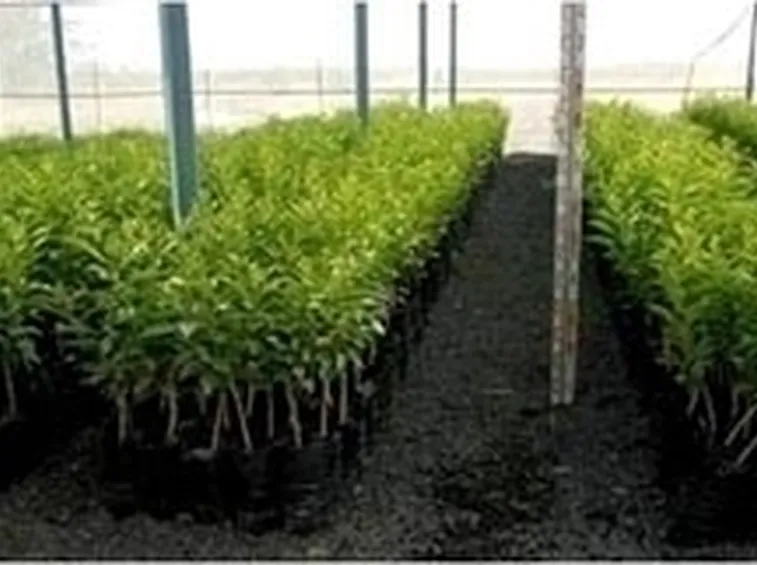 talea di ficus benjamin-3