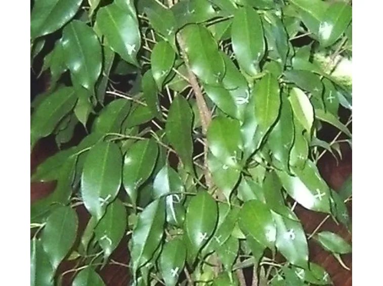Talea di ficus Benjamin