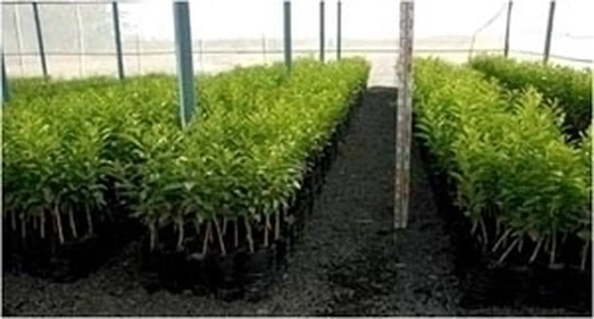 talea di ficus benjamin-3