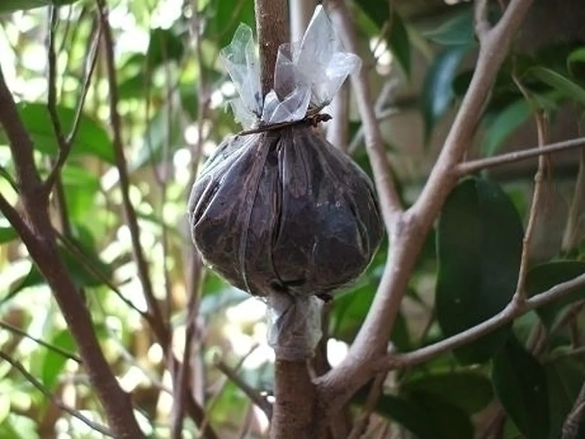 talea di ficus benjamin-5