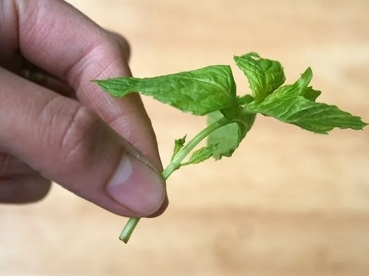 talea di ficus benjamin-6