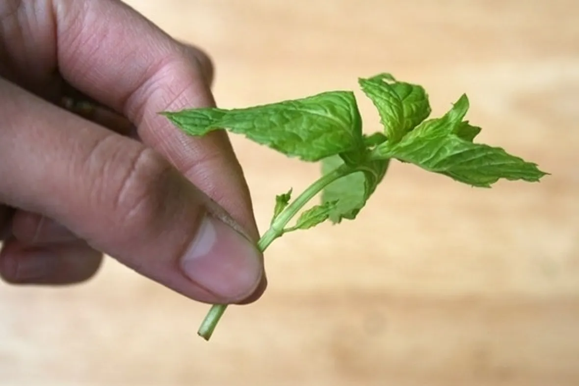 talea di ficus benjamin-6