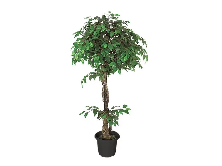 talea di ficus benjamin-8