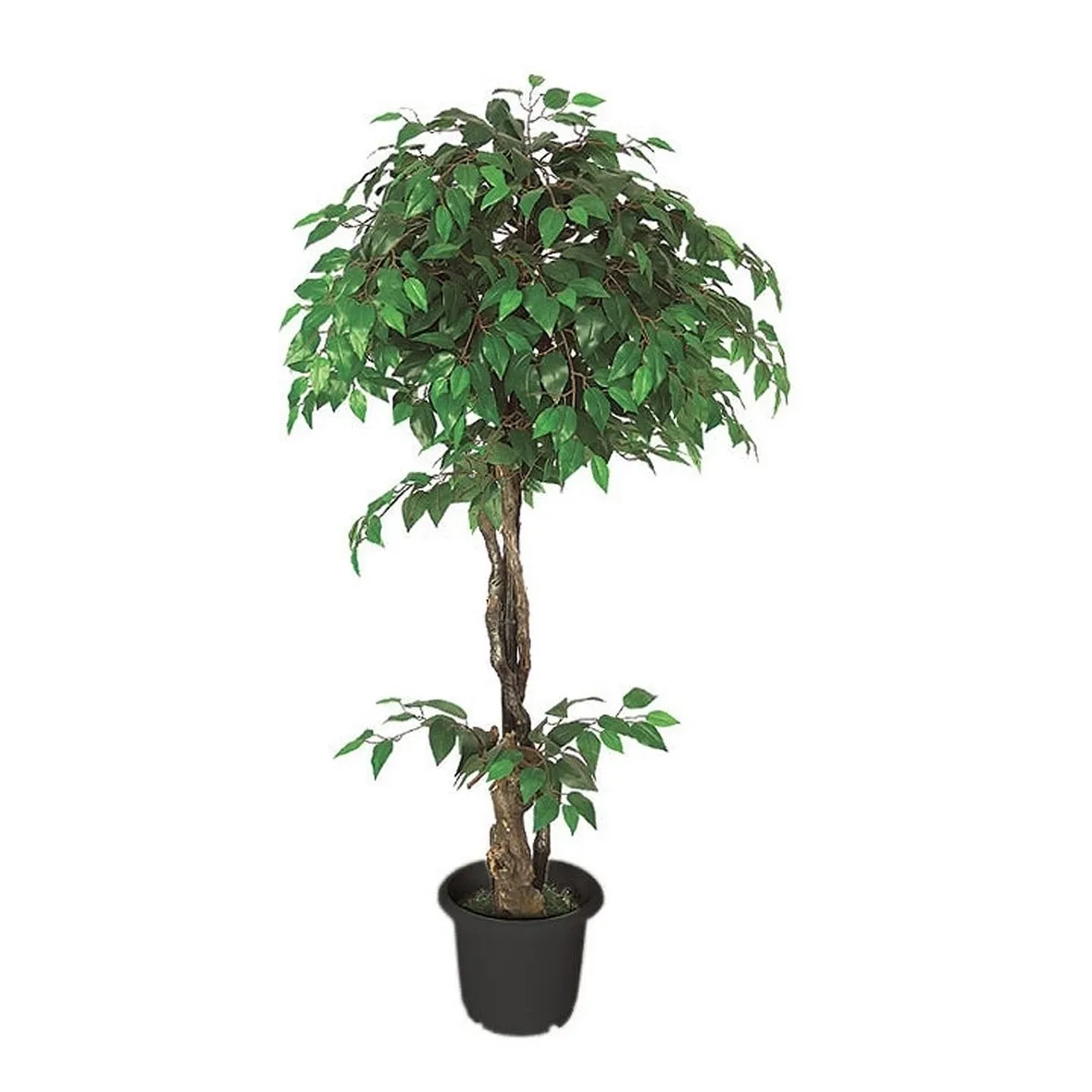 talea di ficus benjamin-8