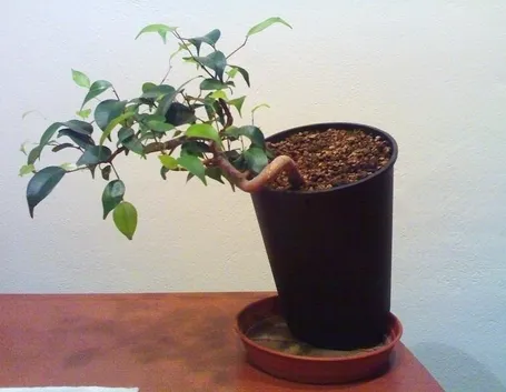 talea di ficus benjamin-9