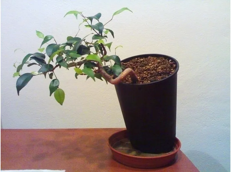 talea di ficus benjamin-9