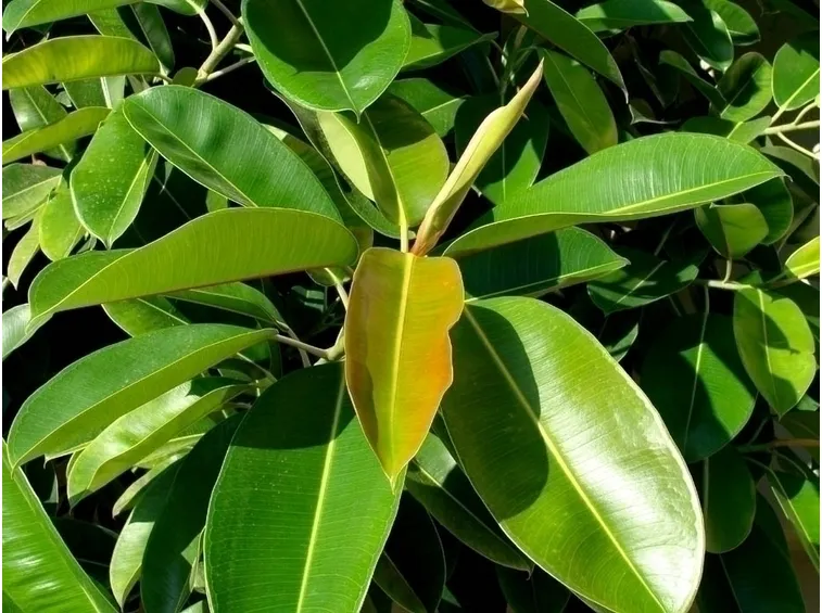 Talea di ficus Benjamin