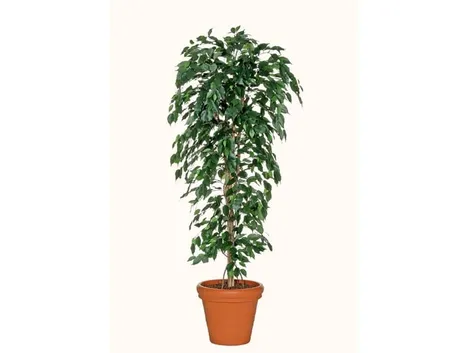 talea di ficus benjamin