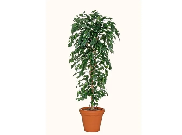 talea di ficus benjamin