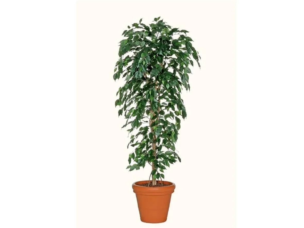 talea di ficus benjamin