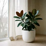 Posizione e luce per il Ficus elastica in inverno