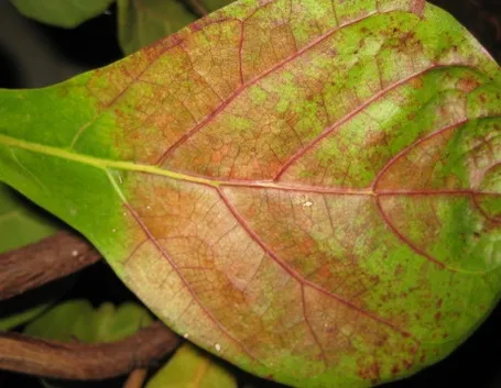 malattie del ficus elastica-1