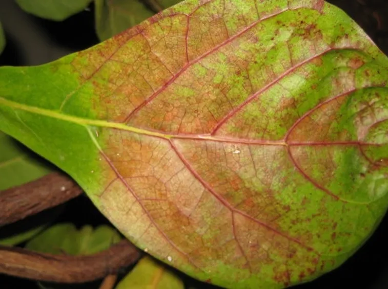 malattie del ficus elastica-1