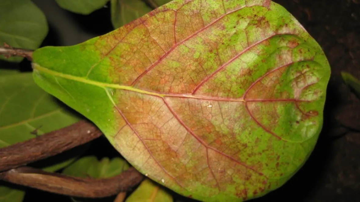 malattie del ficus elastica-1