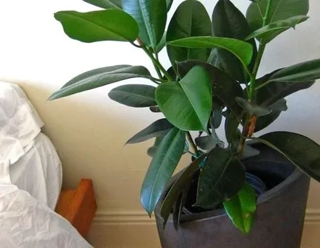 malattie del ficus elastica-3