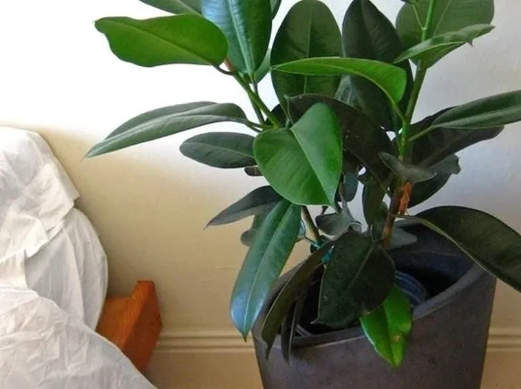 malattie del ficus elastica-3
