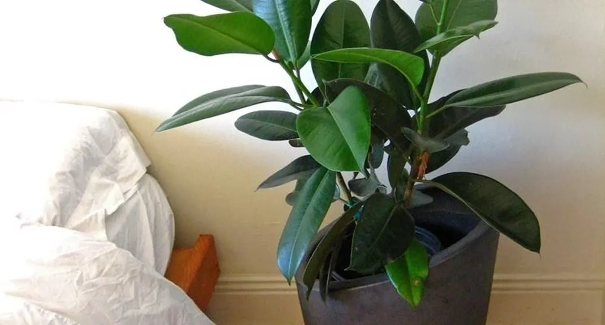 malattie del ficus elastica-3